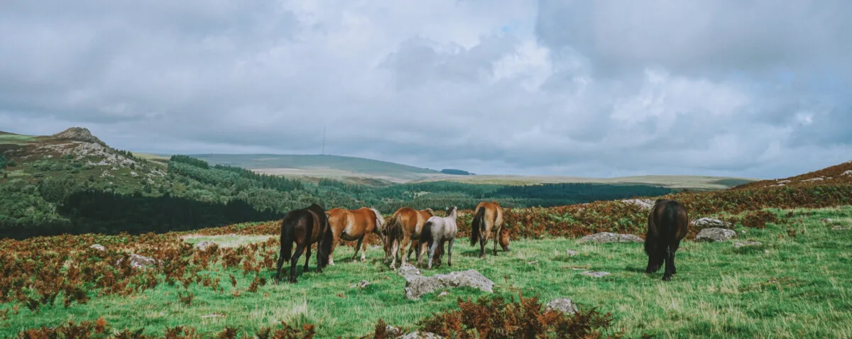 Where to go on Dartmoor