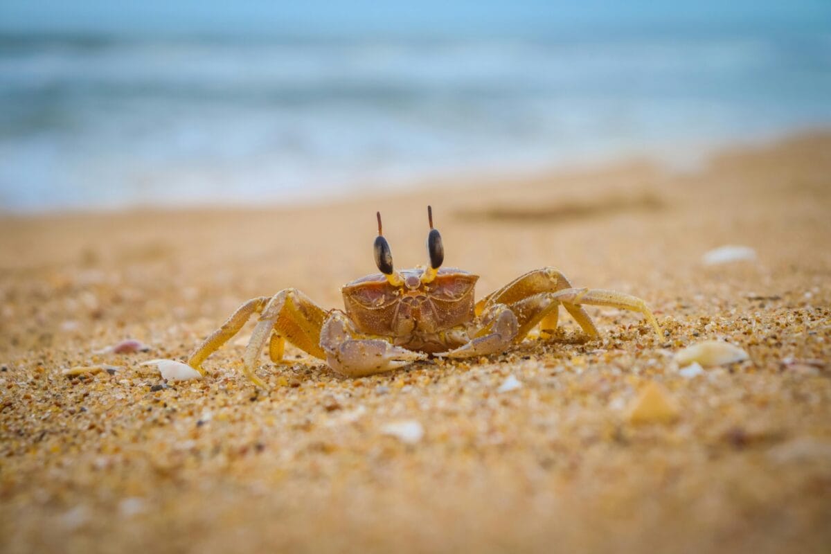 places to go crabbing