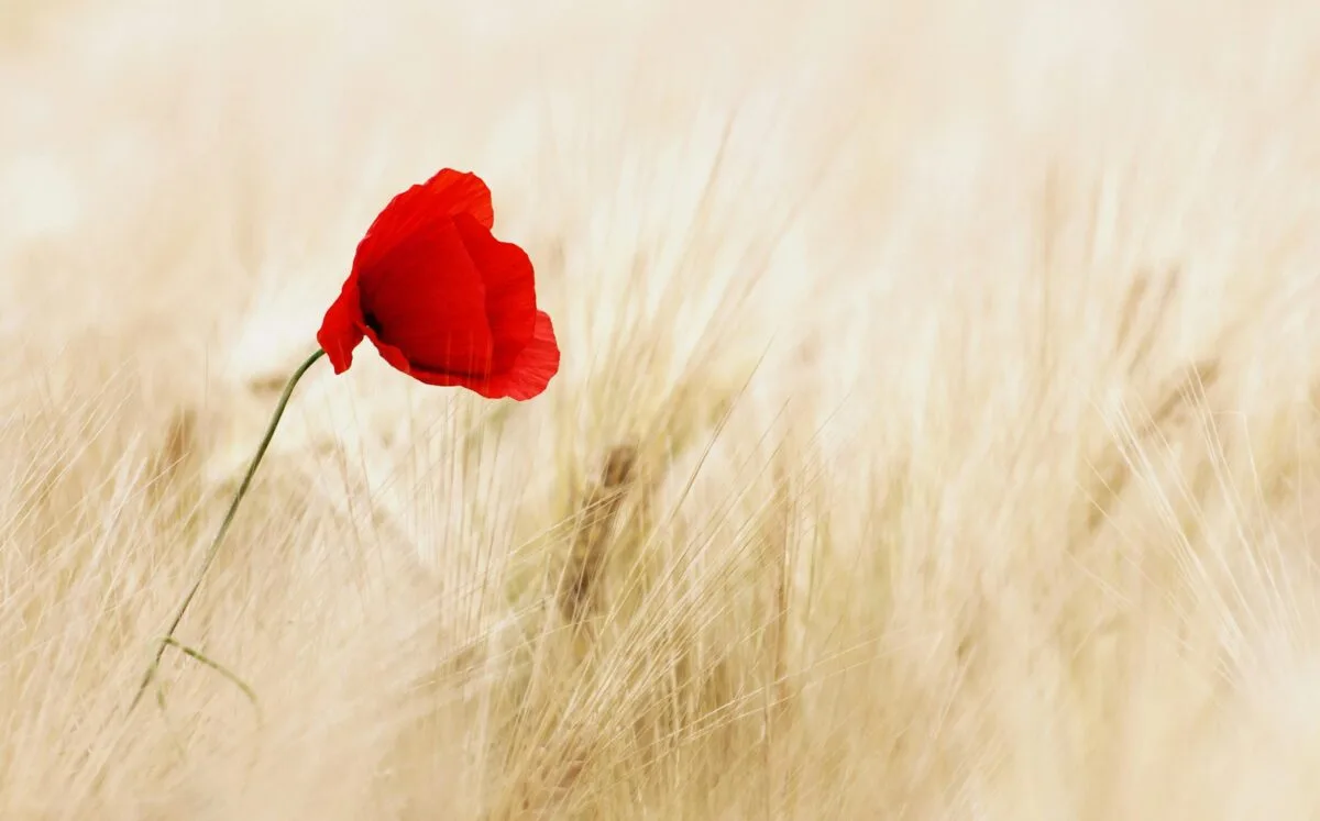 remembrance sunday parade devon