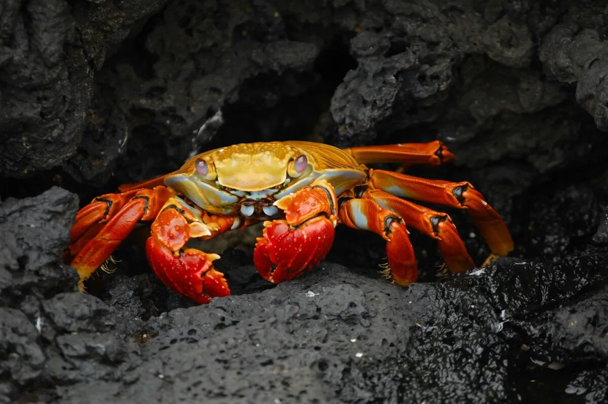 crab fest salcombe